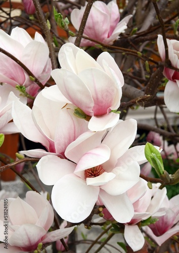 Board z aluminiowym obramowaniem Różowa magnolia w kwiecie