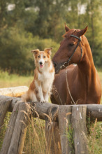 Red Border Collie Dog And Horse