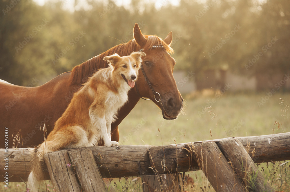 Obraz na płótnie Red border collie dog and horse w salonie
