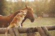 Red border collie dog and horse