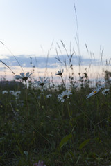 Sticker - Daisies in the last light of a summers day