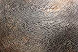 Fototapeta Sawanna - Closeup of elephant skin