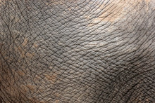 Closeup Of Elephant Skin