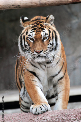 Board z aluminiowym obramowaniem Tygrys syberyjski (panthera tigris altaica) zbliża się