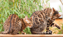 Bengal Cats Sitting On Garden Table