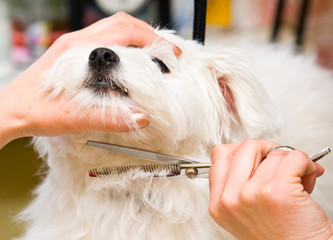 Wall Mural - Grooming Maltese dog