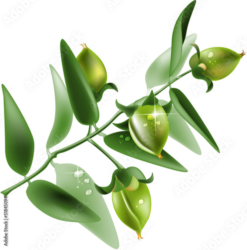 Fotografie, Obraz Vector illustration of Jojoba on white background