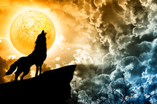 Wolf In Silhouette Howling To The Full Moon