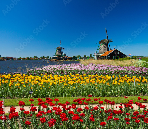 Naklejka - mata magnetyczna na lodówkę windmill in holland