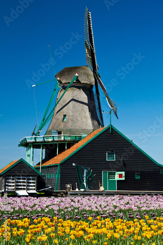 Obraz w ramie mulino a vento in Olanda