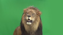 Slow Motion Of A Lion Roaring In Front Of A Green Key
