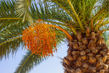 One Date Palm
