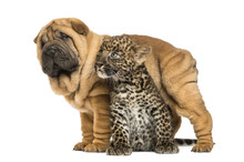 Shar Pei Puppy Standing Over A Spotted Leopard Cub