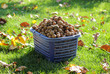 Full basket of walnuts
