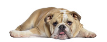 English Bulldog Puppy, 5 Months Old, Lying Exhausted