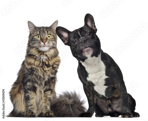 Board z aluminiowym obramowaniem Maine coon i buldog francuski siedzący obok siebie