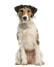 Fox Terrier, 1 Year Old, Sitting And Looking At The Camera