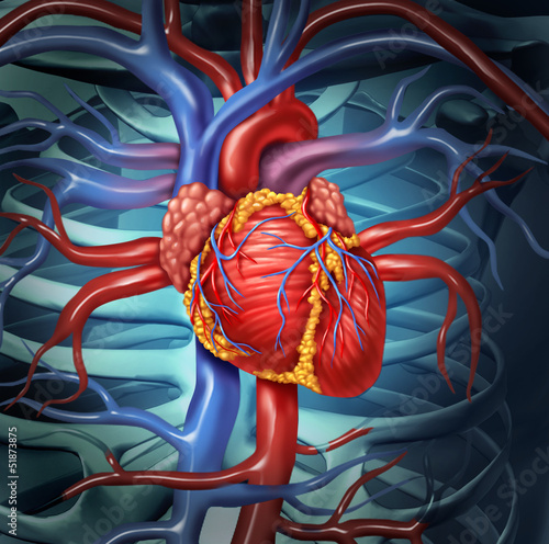 Naklejka na drzwi Cardiovascular Human Heart