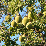 baobab frits