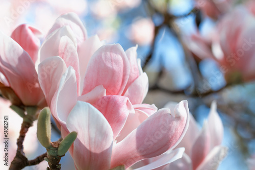 Board z aluminiowym obramowaniem Kwiaty magnolii z bliska na tle nieba