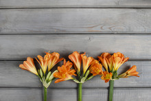 Orange Clivia Flower On Wooden Background. Copy Space.
