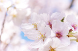 Fototapeta Kwiaty - Close up of cherry blossoms. Sakura blossoms in japan.