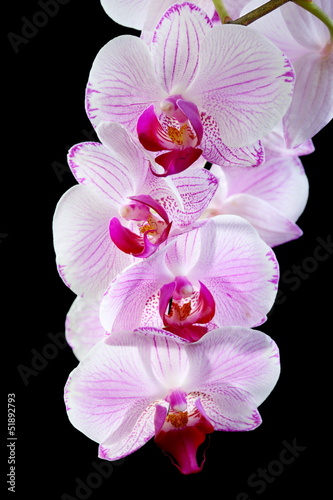 Board z aluminiowym obramowaniem Kwitnący różowa orchidea.