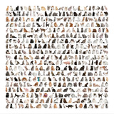 Fototapeta Koty - Large group of 471 cats breeds in front of a white background