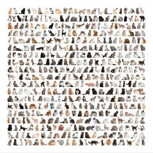 Large Group Of 471 Cats Breeds In Front Of A White Background