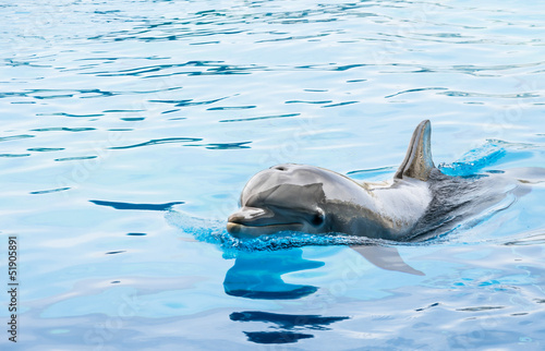Board z aluminiowym obramowaniem Delfin w delfinarium