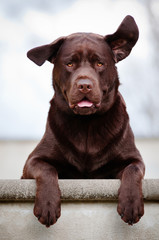 Wall Mural - funny labrador  dog portrait with ears in the air