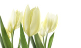 Fototapeta Kwiaty - tulipany