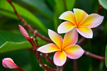 Close Up Of Frangipani Flower Or Leelawadee Flower Blooming On T
