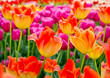 Floral Tulips Background