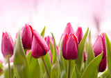 Fototapeta Tulipany - Fresh Tulips with Dew Drops