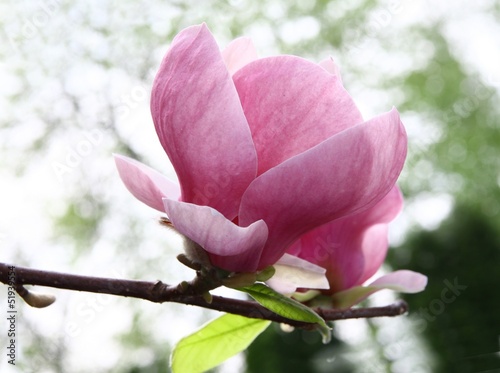 Board z aluminiowym obramowaniem Kwiat magnolii