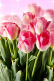 Fototapeta Tulipany - mazzo di tulipani