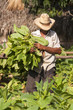 Cuban farmer collects the harvest of tobacco field