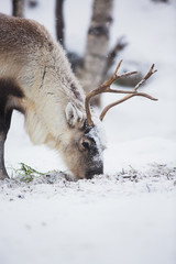 reindeer eat grass in a winter forest