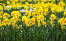 Daffodils In The Garden