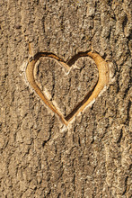 Heart Carved In The Bark Of A Tree.