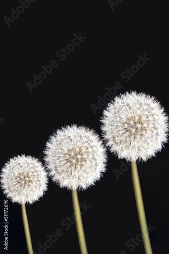Board z aluminiowym obramowaniem Trzy kwiaty mniszka lekarskiego (taraxacum officinale) na czarno