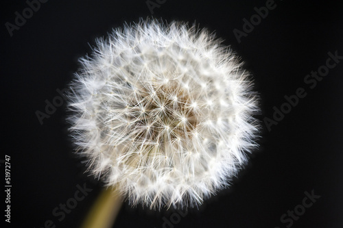 Board z aluminiowym obramowaniem Mniszek lekarski dojrzałe owoce makro (taraxacum officinale) na czarno