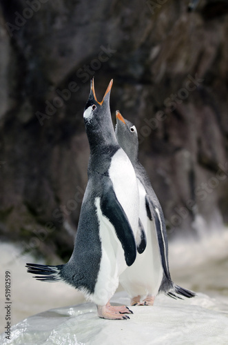 Plakat na papierze fotorealistycznym Gentoo pingwin - pygoscelis papua