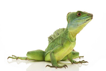 Canvas Print - Green basilisks