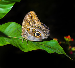 Wall Mural - a brown tropical butterfly sitting on a green leaf