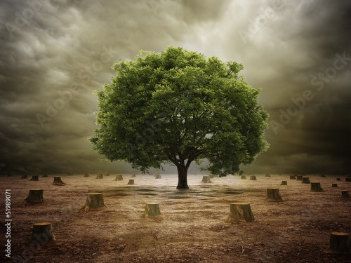 Naklejka dekoracyjna Lonely tree in a deforested landscape