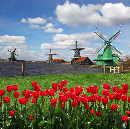 Naklejka na szybę Traditional Dutch windmills with red tulips,Amsterdam, Holland