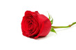 Leinwanddruck Bild Beautiful red rose isolated on white background