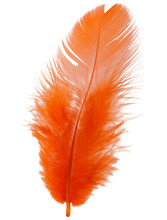 Orange Feather Isolated On White Background Cutout